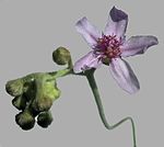 Drosera ordensis inflorescence2. 
 JPG