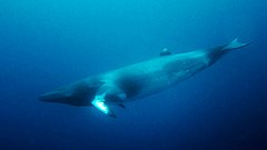 Dwarf Minke Whale Balaenoptera Acutorostrata Subspecies (223124975).jpeg
