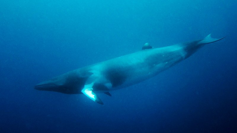 File:Dwarf Minke Whale Balaenoptera Acutorostrata Subspecies (223124975).jpeg