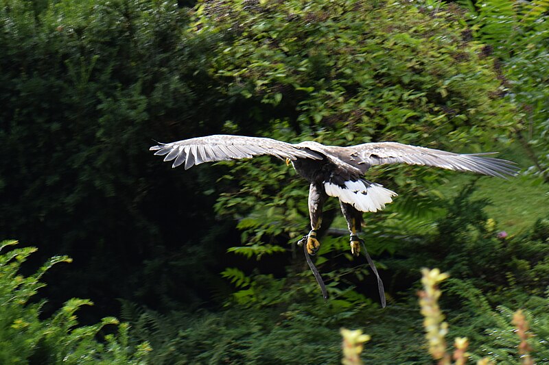 File:Eagle swooping (25477212632).jpg