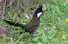 Timur Whipbird.jpg