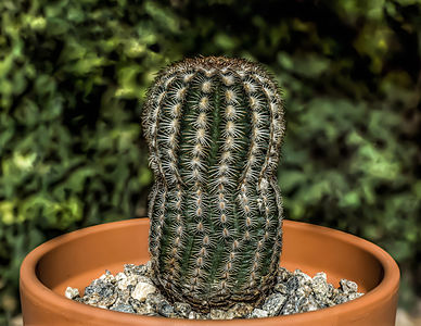 Echinocereus reichenbachii, by Rationalobserver