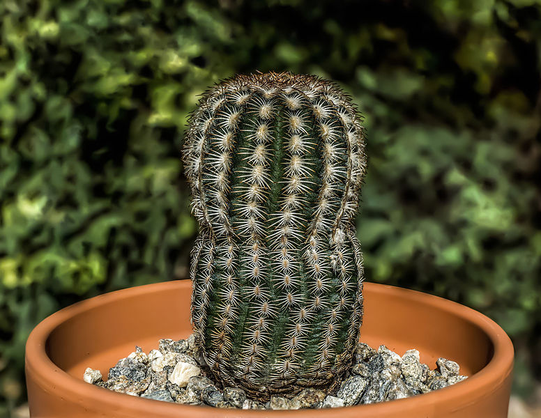 File:Echinocereus reichenbachii by RO.jpg