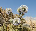 Echinops spinosissimus