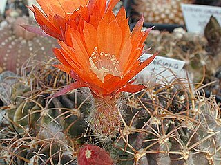 <i>Lobivia tegeleriana</i> Species of cactus