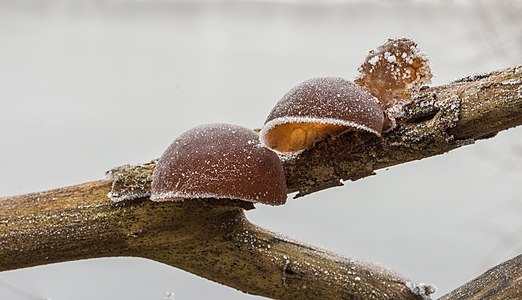 Auricularia auricula-judae (Jelly Ear)