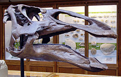 Hodeskalle av andenebbdinosauren Edmontosaurus