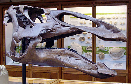 Tập_tin:Edmontosaurus_skull.jpg