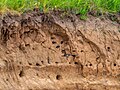 * Nomination Sand martin colony in the Büg nature reserve near Eggolsheim --Ermell 04:15, 28 June 2024 (UTC) * Promotion  Support Good quality. --Plozessor 04:25, 28 June 2024 (UTC)