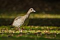 Egyptian Geese