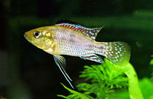 male Egyptian mouthbrooder (a cichlid) Egyptian Mouthbrooder (male).jpg