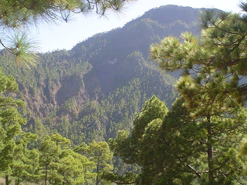 File:El pinar de La Caldera Taburiente.JPG