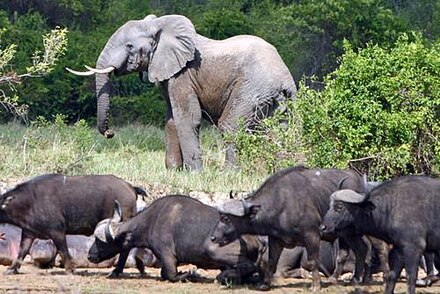 Elephants and African buffaloes in Virunga National Park