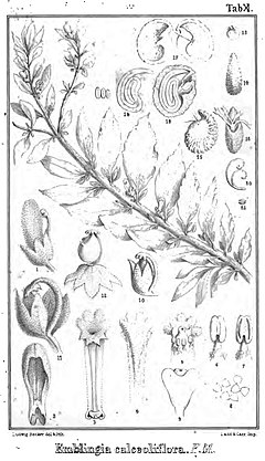 Emblingia calceoliflora.jpg
