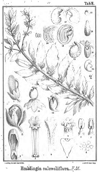 <i>Emblingia</i> Genus of flowering plants