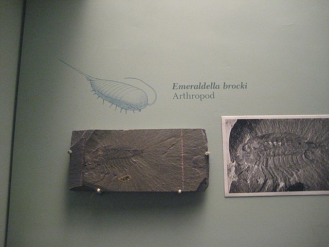 Emeraldella brocki an arthropod From the Burgess Shale