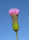 Emilia sonchifolia flowerhead5 (14168746390).jpg