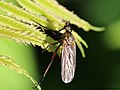 Empis opaca (Meigen, 1804)