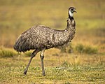 Emu 1 - Tidbinbilla.jpg