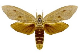 Endoxyla cinereus