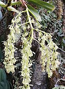 Epidendrum excisum