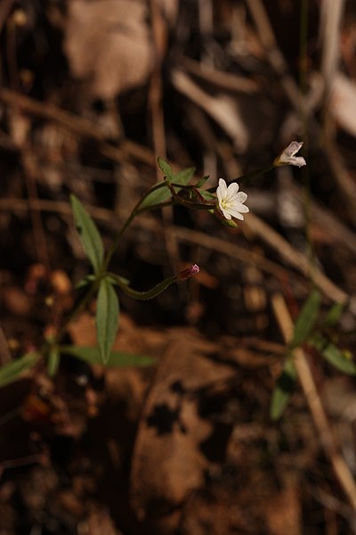 File:Epilobium minutum 4743.JPG