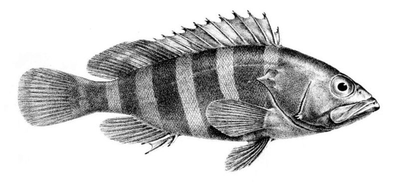 File:Epinephelus diacanthus.jpg