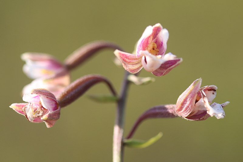 File:Epipactis palustris 152777132.jpg