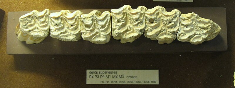 Datei:Equus ferus mosbachensis-dentición superior-Caune de l'Arago.jpg