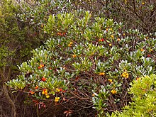 Westlicher Erdbeerbaum in der Region Gallura, Sardinien