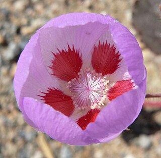 <i>Eremalche</i> Genus of flowering plants