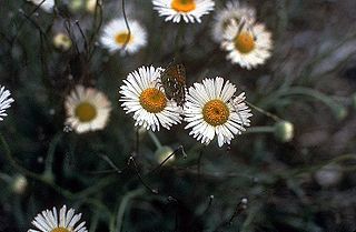 <i>Erigeron modestus</i> North American species of flowering daisy