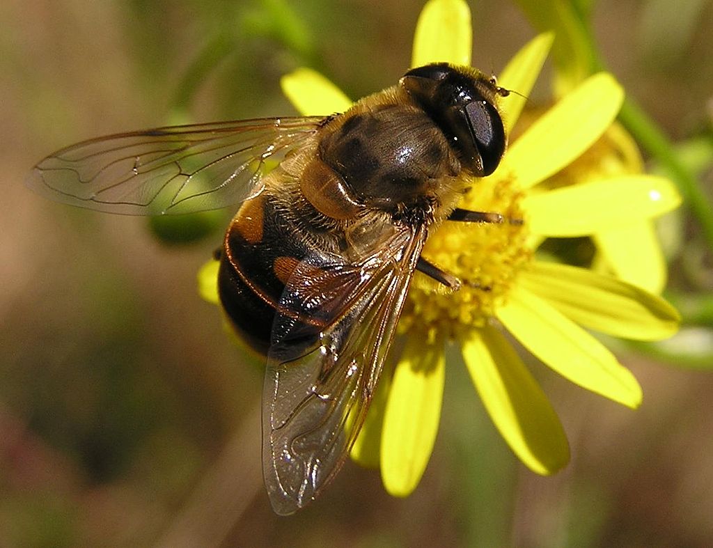 Eristalis tenax 2005.06.27 09.54.31.jpg