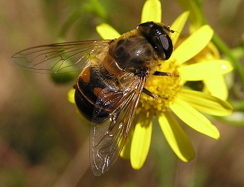 Муха похожая на пчелу. Eristalis Tenax. Муха журчалка пчеловидка. Ильница пчеловидка. Муха Ильница.