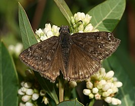 Propertius Duskywing (Erynnis propertius)