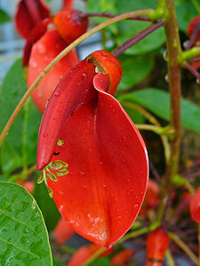 Erythrina crista-galli Flower