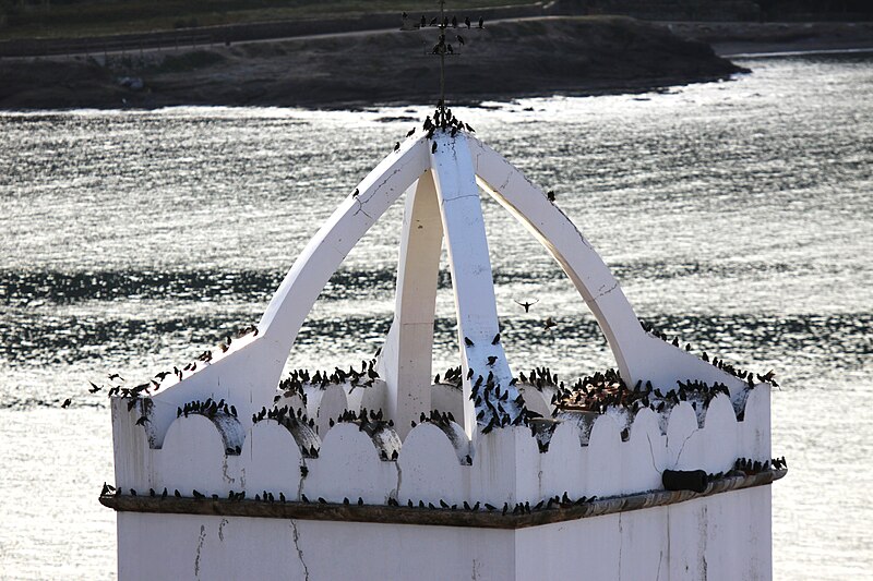 File:Etourneaux sur le toit du clocher d' une église.JPG