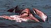 A dead Atlantic Northern Right Whale after colliding with a ship propeller.