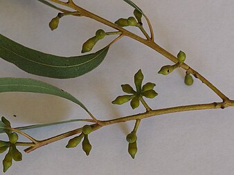 flower buds Eucalyptus scoparia buds.jpg