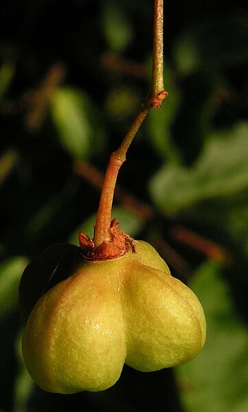 File:Euonymus verrucosus20110704 059-2 (cropped).jpg