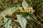 Euphorbia hirta simanisiki01.jpg