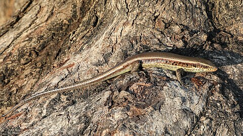 Eutropis macularia (bronze grass skink) on a tree trunk in Laos