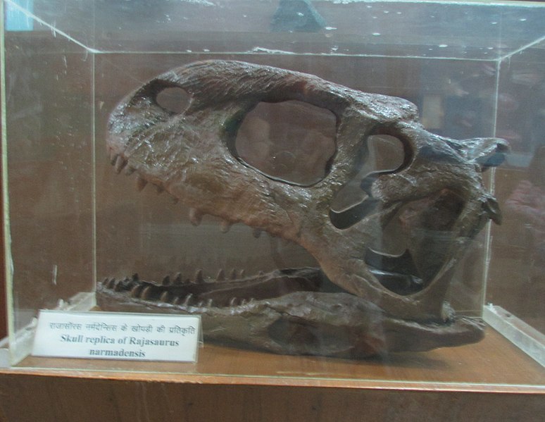 File:Exhibit of Rajasaurus Narmadensis at Regional Museum of Natural History,Bhopal,India 2.jpg