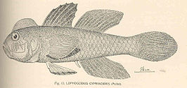 Lophogobius cyprinoides