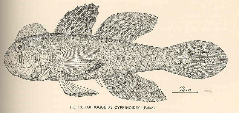 File:FMIB 39794 Lophogobius cyprinoides (Pallas).jpeg