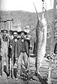 same picture (1903), published in 1909 stating about 150 pounds. The Tuna Club record was established at 125 pounds.