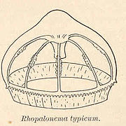 Rhopalonema typicum