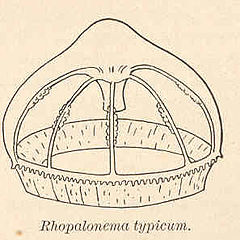 Description de l'image FMIB 41687 Rhopalonema typicum.jpeg.