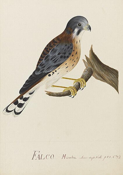 File:Falco sparverius Linnaeus American kestrel - Ann Lee - 107-1973-18.jpg