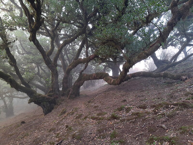 File:Fanal, Madeira, group of laurel trees with mist coming in.jpg